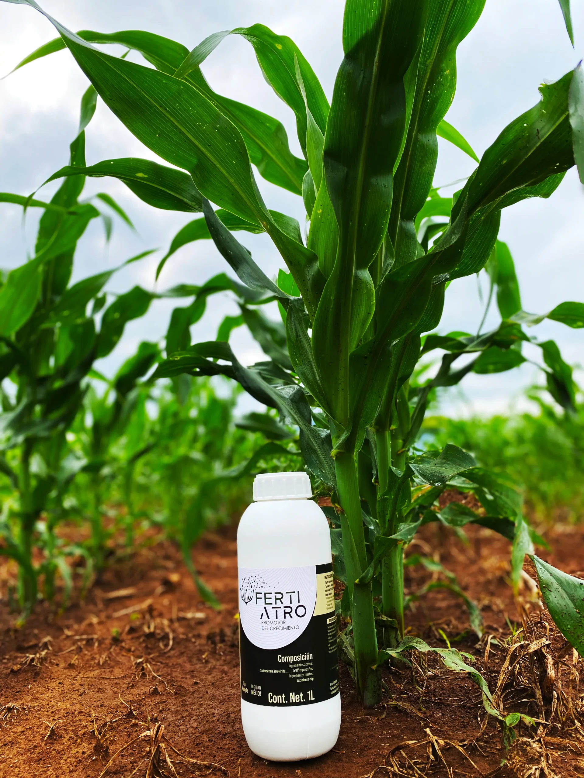 Fertiatro en campo de maíz, soluciones biotecnológicas para mejorar el rendimiento agrícola y la salud del suelo