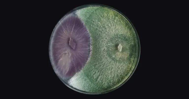 Competencia de Trichoderma vs Fusarium en caja Petri, demostración de biotecnología agrícola para control biológico de patógenos en cultivos.