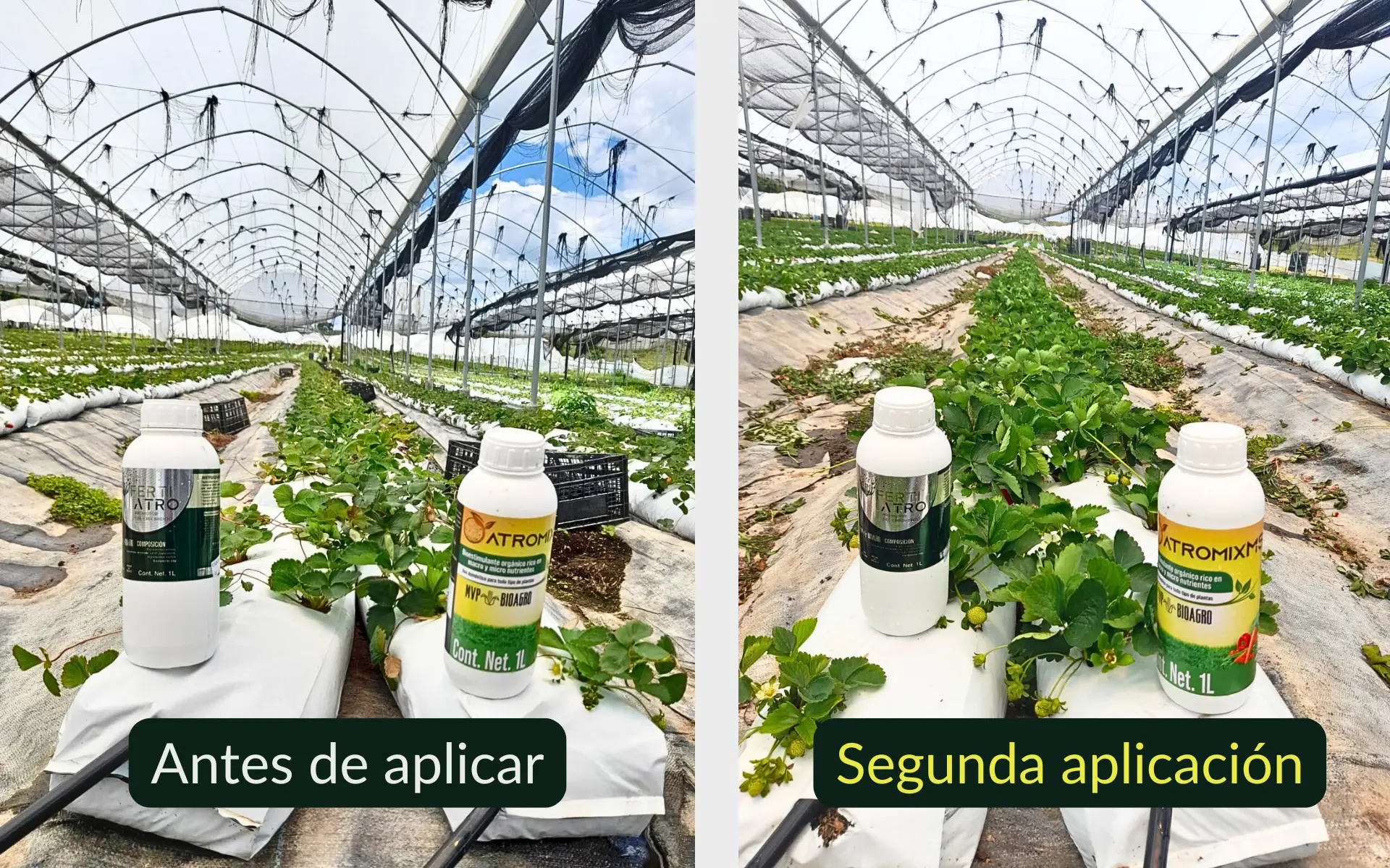 Comparación de cultivo de fresa antes y después de aplicar Fertiatro y Vitalgrowth, mostrando mejoras en el crecimiento y la salud de las plantas. Un caso de éxito en biotecnología agrícola.